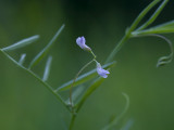 Slender Vetch