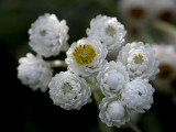 Pearly Everlasting