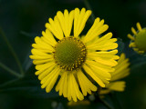 Sneezeweed