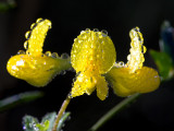 Birdsfoot Trefoil with Dew