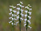 Nodding Ladies'-tresses Orchids