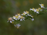 Calico Aster