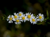 Heath Aster with Dew