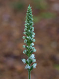 Downy Rattlesnake Plantain Orchid