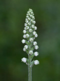 Downy Rattlesnake Plantain Orchid