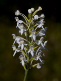 White-fringed Orchid
