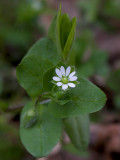 Common Chickweed