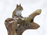 Red Squirrel