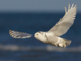 Snowy Owl