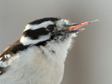 Downy Woodpecker Eating Peanut Butter