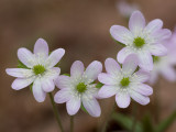 Sharp-Lobed Hepatica