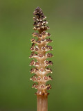 Field Horsetail strobilus