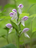 Showy Orchid Orchid