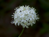 White Clintonia