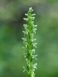 Huron Green Orchid