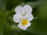 Field Pansy