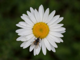Common Daisy