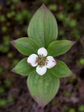 Bunchberry Fading