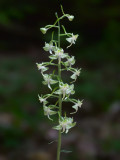 Pad-leaved Orchid