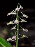 Lily-leaved Twayblade Orchid