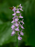 Small Purple Fringed Orchid