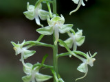 Pad-leaved Orchid