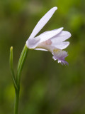 Rose Pogonia Orchid