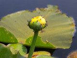 Spatterdock