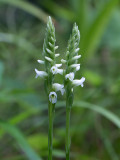 Hooded Ladies'-tresses Orchid