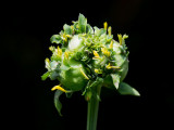 Green-headed Coneflower with Gall