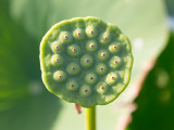 American Lotus Seedpod