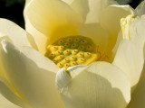 American Lotus