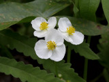 Broad-leaved Arrowhead