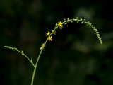 Small-flowered Agrimony
