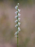 Southern Slender Ladies-tresses Orchid