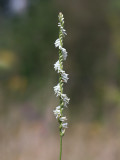 Southern Slender Ladies'-tresses Orchid