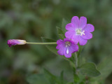 Hairy Willow Herb