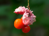 Running Strawberry Bush