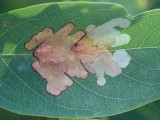 Locust Leafminer Damage on Black Locust