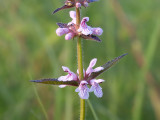 Rough Hedge Nettle