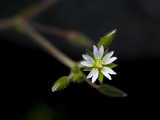 Mouse-ear Chickweed