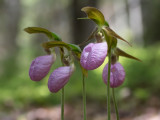 Pink Lady's Slipper Orchids
