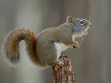 Red Squirrel Scolding Another Squirrel