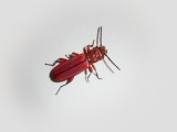 Red Flat Bark Beetle