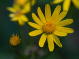 Golden Ragwort