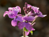 Money Plant