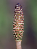 Field Horsetail strobilus releasing spores