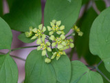 Blue Cohosh