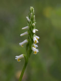 Wide-leaved Ladies'-tresses Orchid