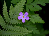 Herb Robert Peeking through a Fern Leaf